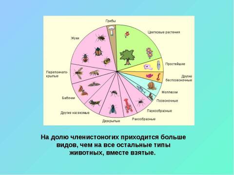 Презентация на тему "Тип Членистоногие" по биологии