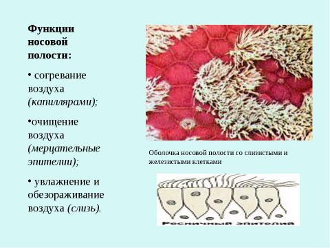 Презентация на тему "Дыхание" по биологии