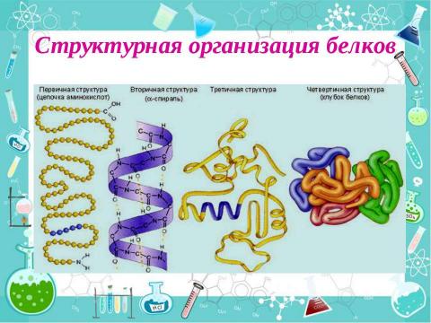Презентация на тему "Состав, строение и свойства белков" по химии