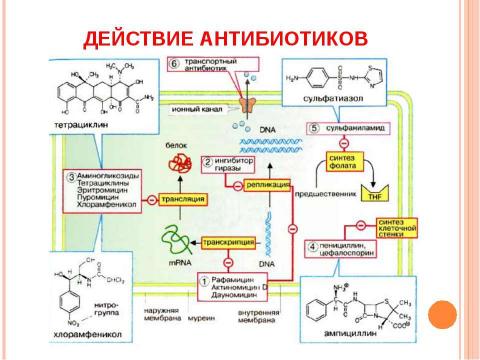 Презентация на тему "Основы молекулярной генетики" по биологии