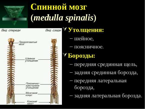 Презентация на тему "Cпинной мозг и спинномозговые нервы" по медицине