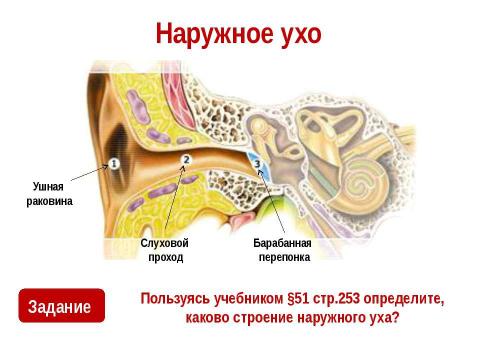 Презентация на тему "Слуховой анализатор" по биологии