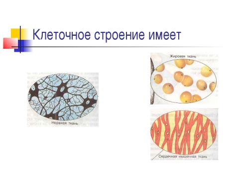 Презентация на тему "Чем живое отличается от неживого ?" по биологии