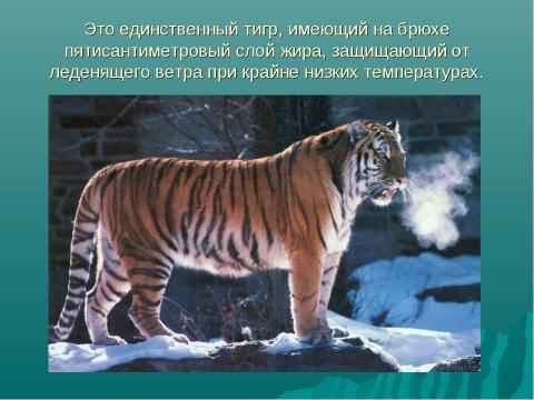 Презентация на тему "Амурский тигр 4 класс" по начальной школе