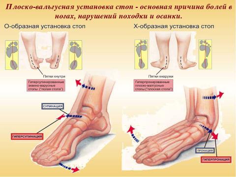 Презентация на тему "Ножки побежали по дорожке" по биологии