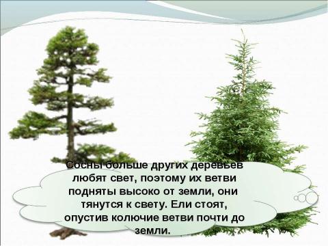 Презентация на тему "Что такое хвоинки" по окружающему миру