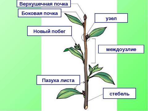 Презентация на тему "Побег. Строение и значение побега" по биологии