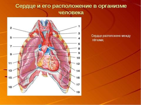 Презентация на тему "Кровеносная система человека" по биологии