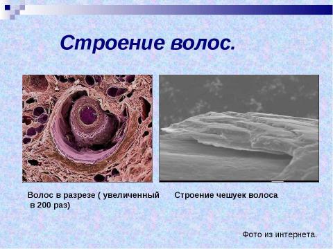 Презентация на тему "Красивый локон" по биологии