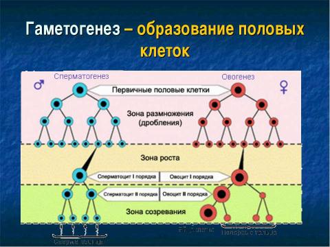 Презентация на тему "Образование половых клеток. Мейоз" по биологии