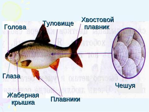 Презентация на тему "Многообразие рыб 1 класс" по начальной школе