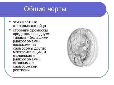 Презентация на тему "Яйцекладущие" по биологии