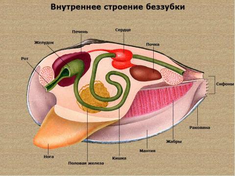 Презентация на тему "Двустворчатые моллюски" по биологии