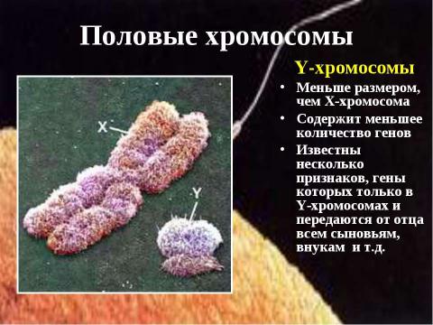 Презентация на тему "Генетика пола. Наследование, сцепленное с полом" по биологии