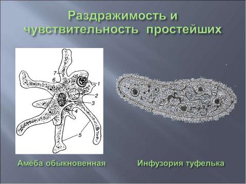 Презентация на тему "Координация и регуляция 6 класс" по биологии