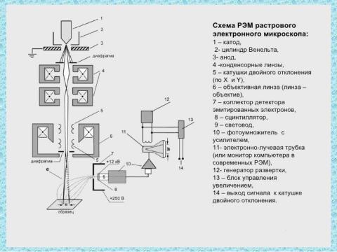 Презентация на тему "Микроскопия электронная" по физике