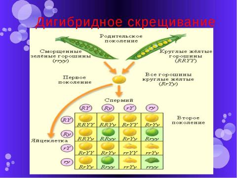 Презентация на тему "Дигибридное скрещивание" по биологии