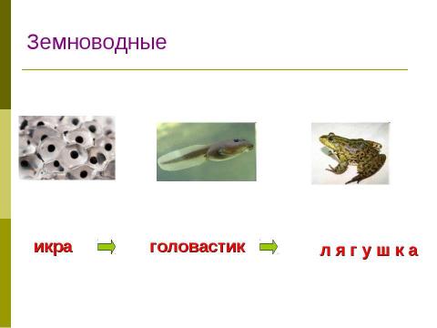 Презентация на тему "Размножение и развитие животных 3 класс" по окружающему миру