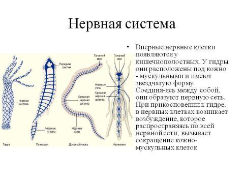 Презентация на тему "Нервная система У животных" по биологии