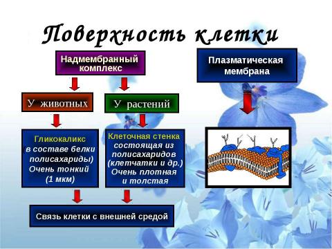 Презентация на тему "Клетка" по биологии