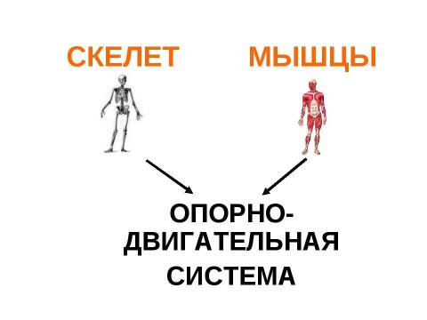 Презентация на тему "Опора тела и движение" по окружающему миру