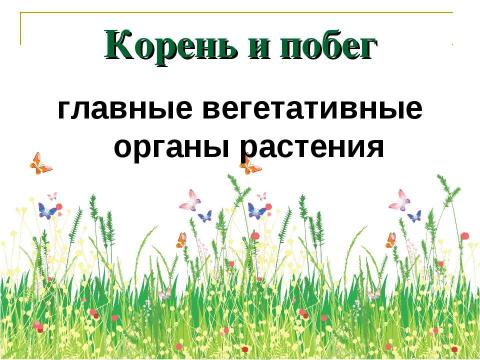 Презентация на тему "Разнообразие растений. Особенности внешнего строения растений" по биологии