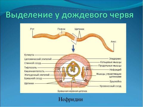 Презентация на тему "Выделение" по биологии