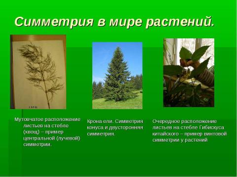 Презентация на тему "Симметрия в живой природе 7 класс" по биологии