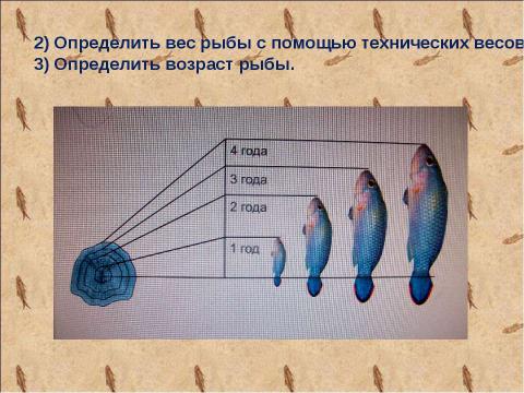 Презентация на тему "Исследование карася" по биологии