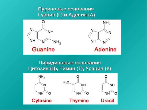 Презентация на тему "Нуклеиновые кислоты 9 класс" по химии