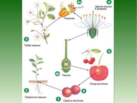 Презентация на тему "Растения - оплодотворение и размножение" по биологии