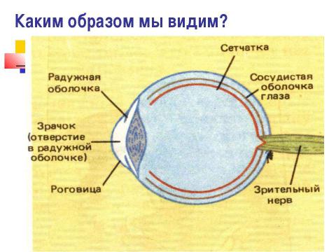 Презентация на тему "Почему портится зрение и можно ли его сохранить" по обществознанию