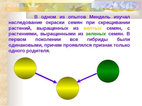 Презентация на тему "ИССЛЕДОВАНИЯ Г.МЕНДЕЛЯ. МОНОГИБРИДНОЕ СКРЕЩИВАНИЕ. I и II ЗАКОНЫ МЕНДЕЛЯ" по биологии