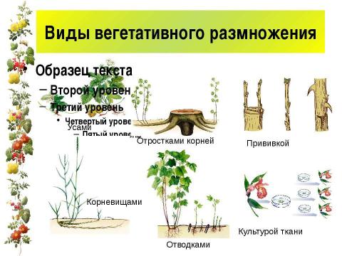 Презентация на тему "Размножение и оплодотворение у растений" по биологии