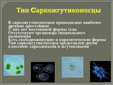 Презентация на тему "Многообразие одноклеточных организмов" по биологии