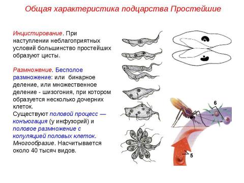 Презентация на тему "Подцарство Простейшие" по биологии