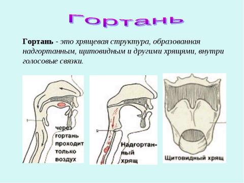 Презентация на тему "Дыхание" по биологии