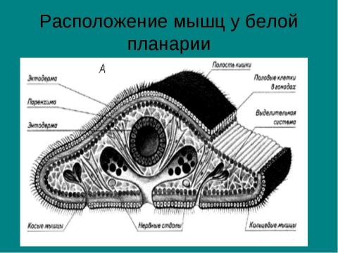 Презентация на тему "Тип плоские черви" по биологии