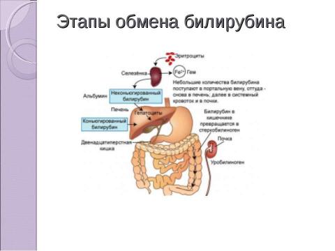 Презентация на тему "Дифференциальная диагностика неонатальных желтух" по медицине