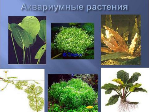 Презентация на тему "Аквариум – маленькая искусственная экосистема (3 класс)" по начальной школе