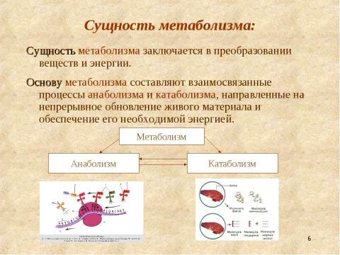 Презентация на тему "Метаболизм – основа существования живых организмов" по биологии