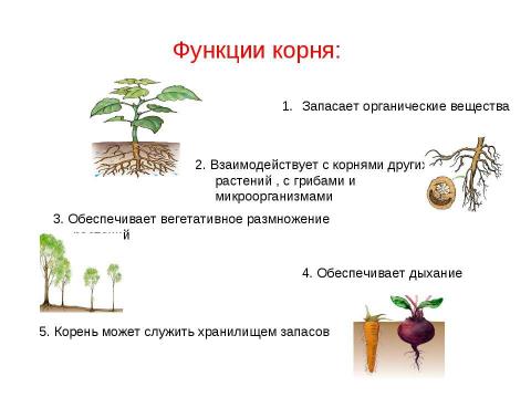 Презентация на тему "Значение корней в жизни растений" по биологии