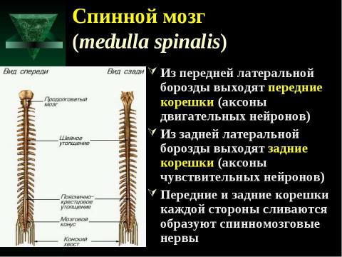 Презентация на тему "Cпинной мозг и спинномозговые нервы" по медицине