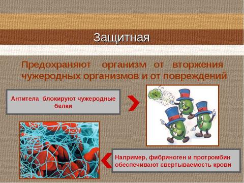 Презентация на тему "Свойства и функции белков" по биологии