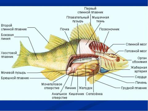 Презентация на тему "Рыбы" по окружающему миру