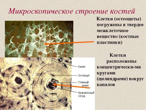 Презентация на тему "Значение опорно-двигательной системы, её состав. Строение костей" по биологии