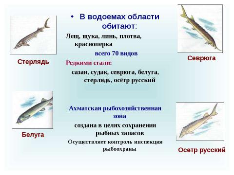 Презентация на тему "Животные Саратовской области и своей местности. Их охрана" по географии