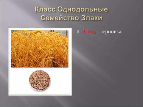 Презентация на тему "Класс Однодольные. Общая характеристика" по биологии