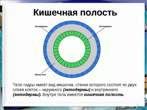 Презентация на тему "Тип кишечнополостные Пресноводный полип гидра" по биологии