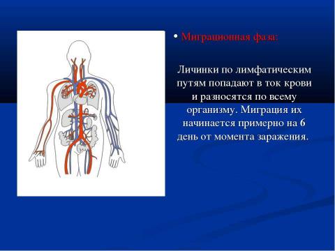 Презентация на тему "Трихинеллёз" по медицине